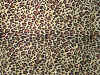 501 cheetah.jpg (54537 bytes)
